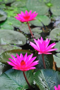 pink lotus flower blooming at summer