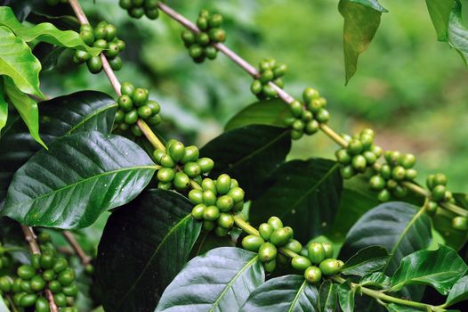 Unripe coffee beans on coffee tree.