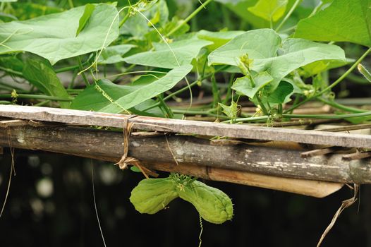 Chayote fruit 