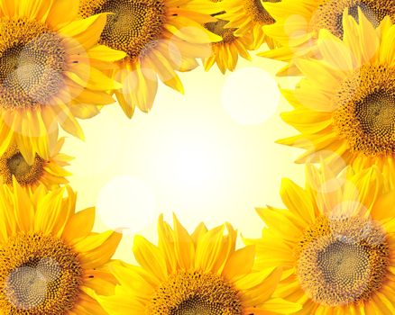 Sunflower nature summer background