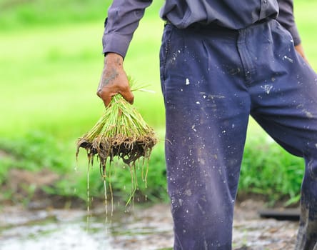 Thai farmer planting on the paddy rice farmland