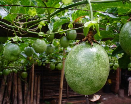 passion fruit on the vine