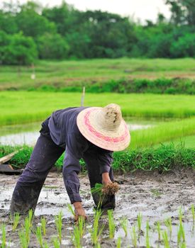 Thai farmer planting on the paddy rice farmland