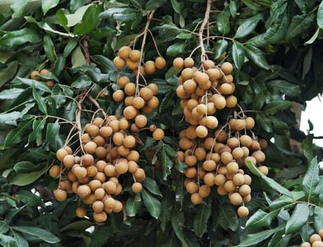 Longan on the green tree