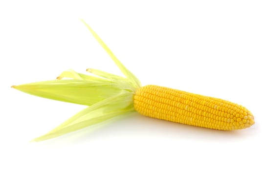 corn on a white background