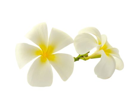 Tropical flowers frangipani (plumeria) isolated on white background