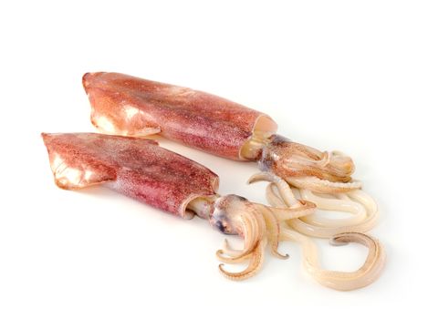 nice fresh squid isolated on white background