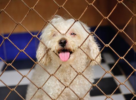 lonely dog in cage