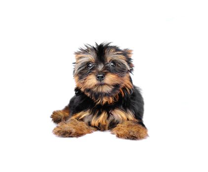 Yorkshire Terrier (2 months) in front of a white background