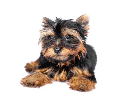 Yorkshire Terrier (2 months) in front of a white background