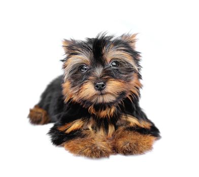 Yorkshire Terrier (2 months) in front of a white background