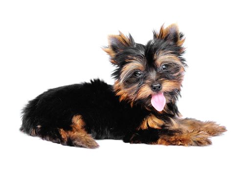 Yorkshire Terrier (2 months) in front of a white background