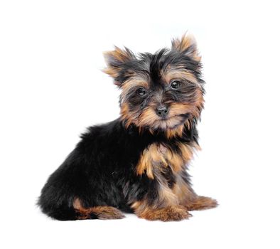 Yorkshire Terrier (2 months) in front of a white background