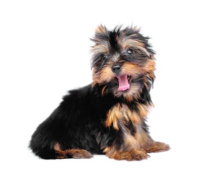 Yorkshire Terrier (2 months) in front of a white background