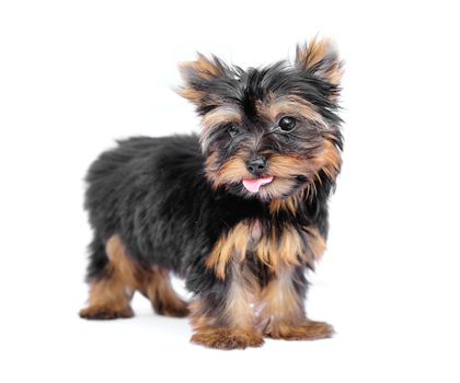 Yorkshire Terrier (2 months) in front of a white background