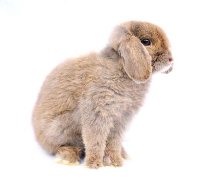 Lop rabbit on white background