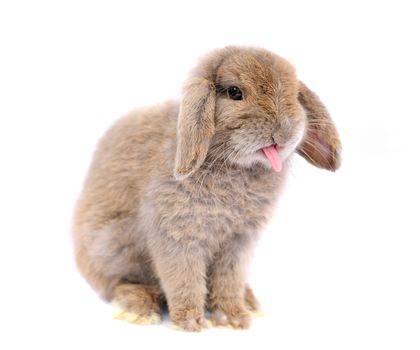 Lop rabbit on white background