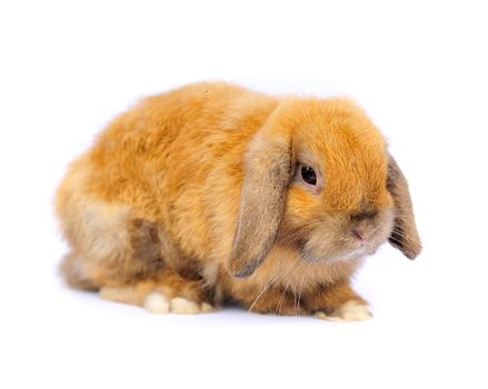 Lop rabbit on white background