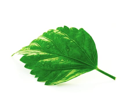 green leaf with water drops