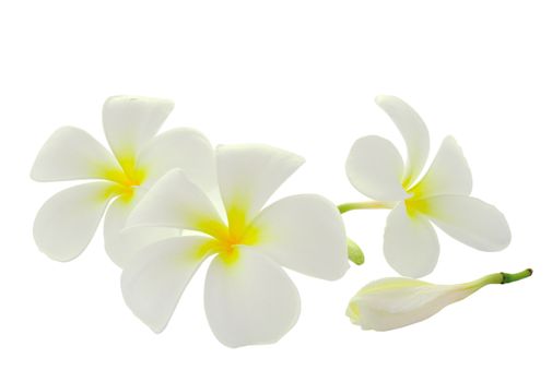 Tropical flowers frangipani (plumeria) isolated on white background