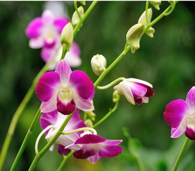 Beautiful purple orchid 