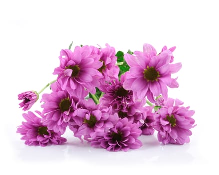 Beautiful flowers isolated on white