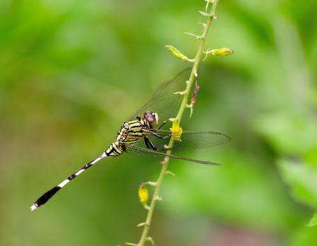 Dragonfly