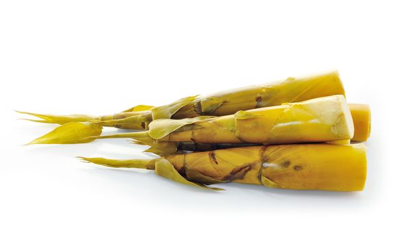 Bamboo shoot on white background