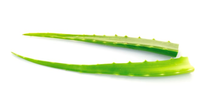 aloe vera fresh leaf. isolated over white