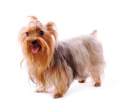 Beautiful Yorkie on white background