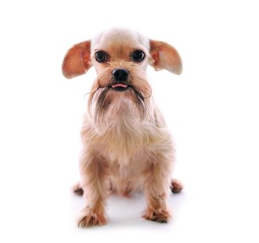 Shih Tzu dog in studio on a white background