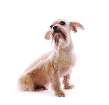 Shih Tzu dog in studio on a white background