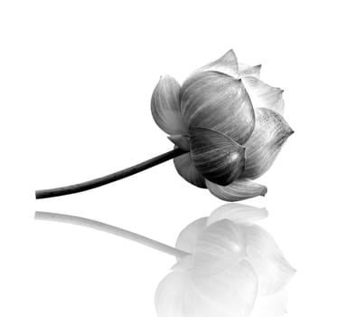 Lotus flower in black and white 