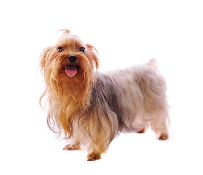 Beautiful Yorkie on white background