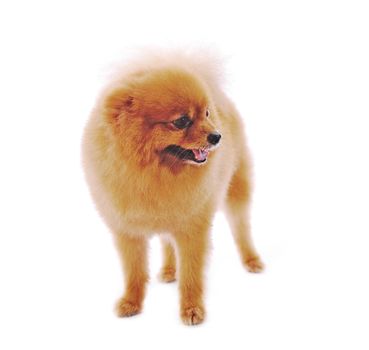 Pomeranian Spitz dog. Portrait on a white background