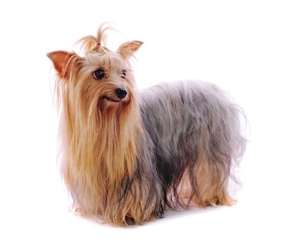 Beautiful Yorkie on white background