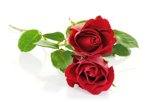 Red roses isolated on white