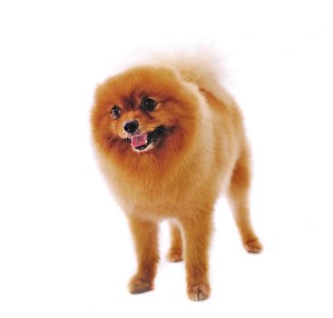 Pomeranian Spitz dog. Portrait on a white background