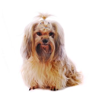 Shih Tzu dog in studio on a white background