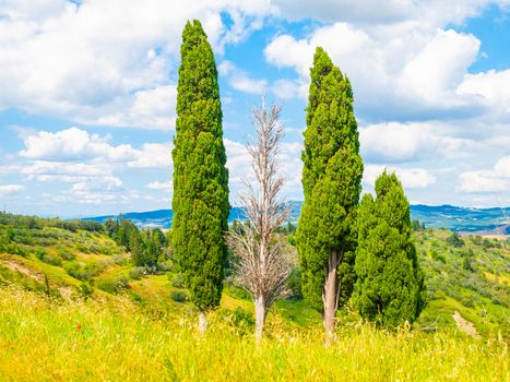 Group of cypress trees in summer landscape of Tuscany, Italia.