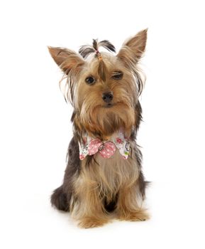 Beautiful Yorkie on white background