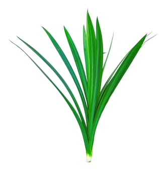 Fresh Pandan leaves on white background