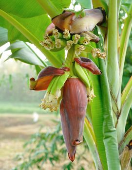 Banana Blossom plant Banana Blossom plant