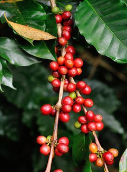 coffee beans on coffee tree