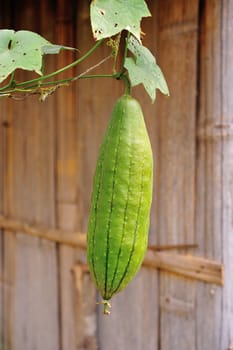 zucchini is in the tree