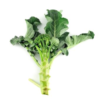 Fresh Broccoli over white background