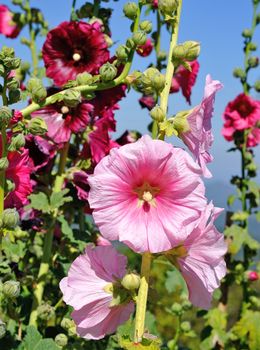 flower garden, Thailand