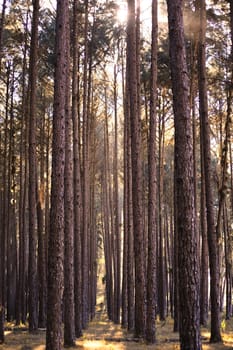 beautiful green forest in summer