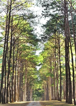 beautiful green forest in summer