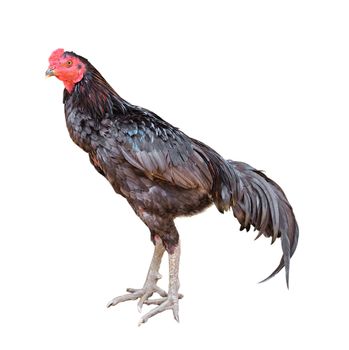 Rooster isolated on white background